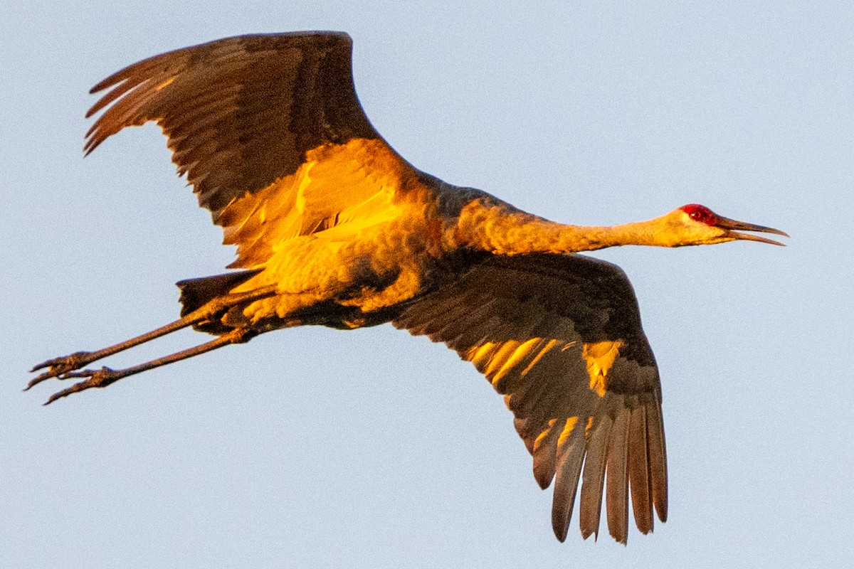 Sandhill Crane (pratensis) - ML623929456