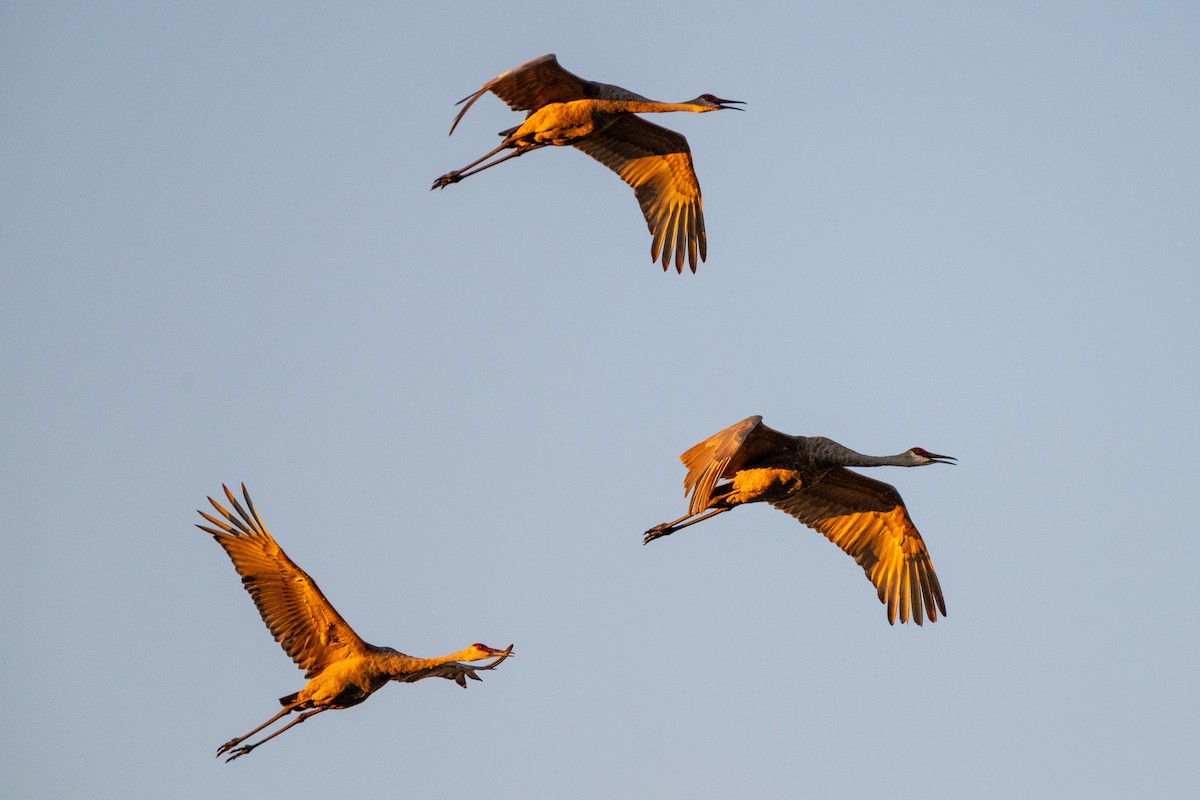 Sandhill Crane (pratensis) - ML623929457