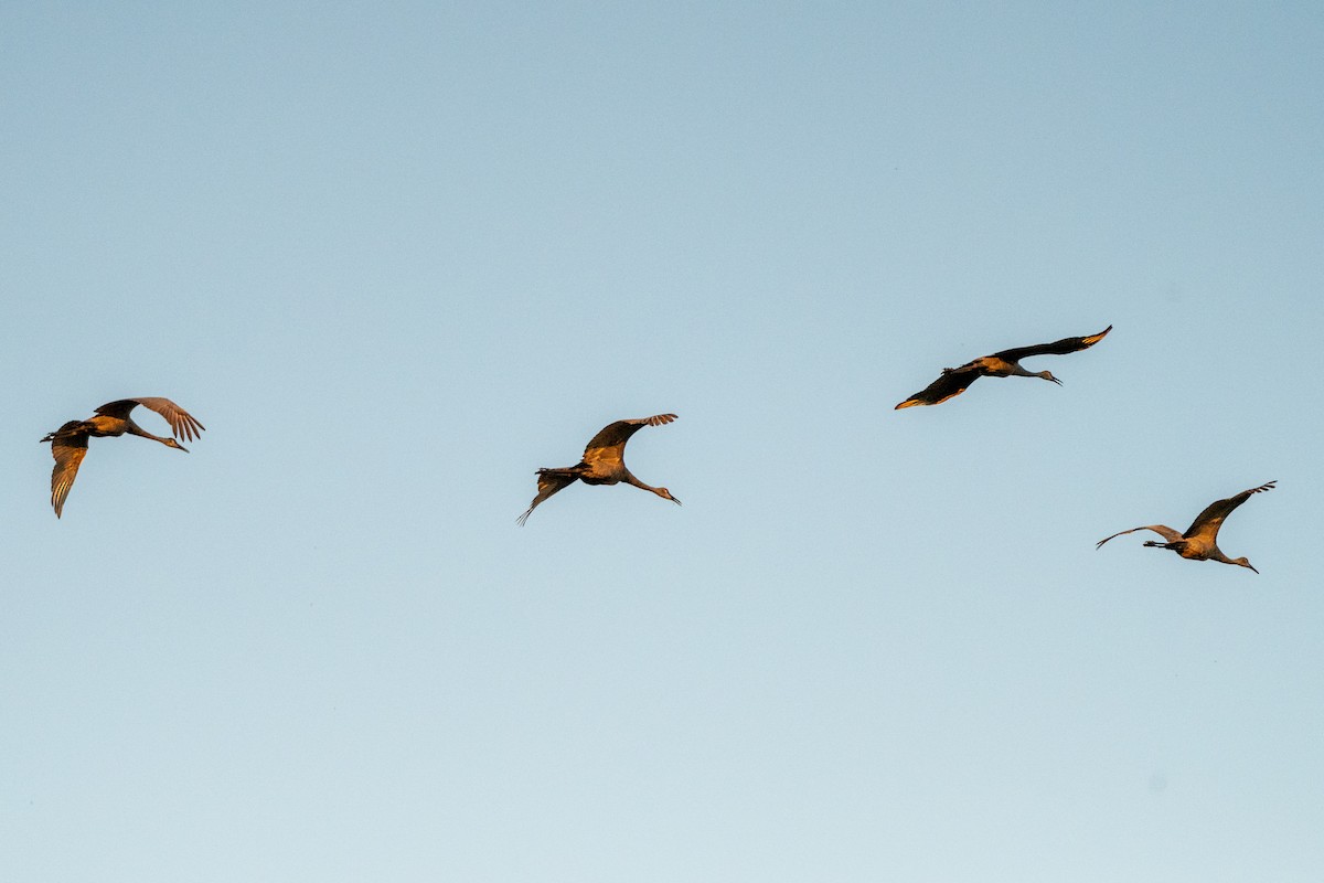 Sandhill Crane (pratensis) - ML623929458