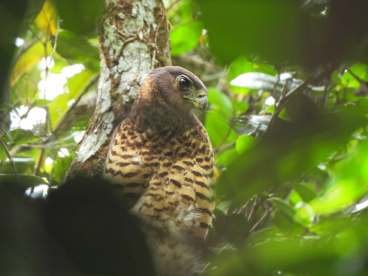 Collared Forest-Falcon - ML623929463