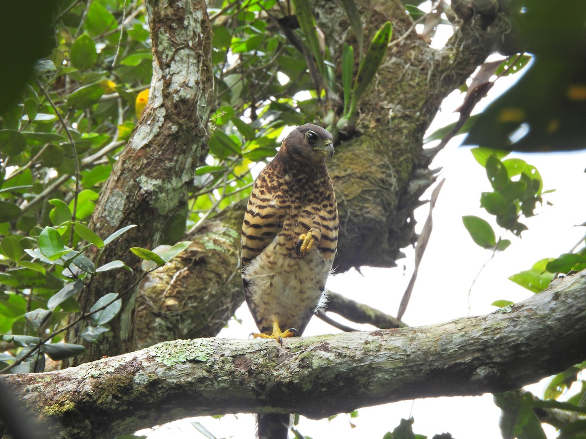 Collared Forest-Falcon - ML623929464