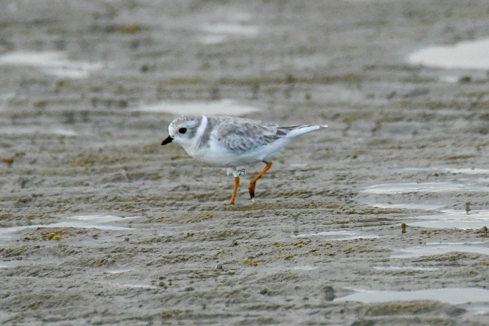 Piping Plover - ML623929489