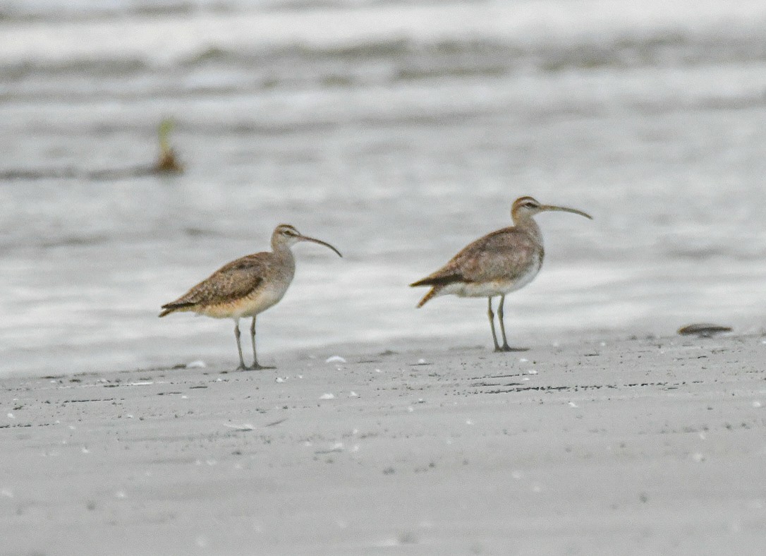 Whimbrel - ML623929492