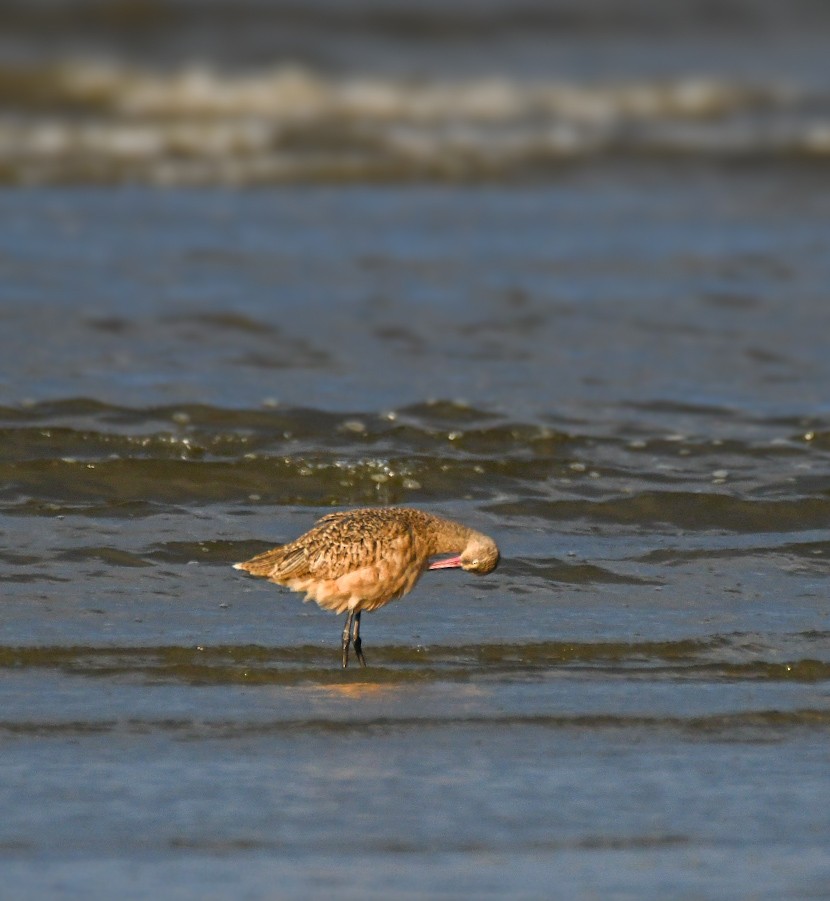 Marbled Godwit - ML623929503