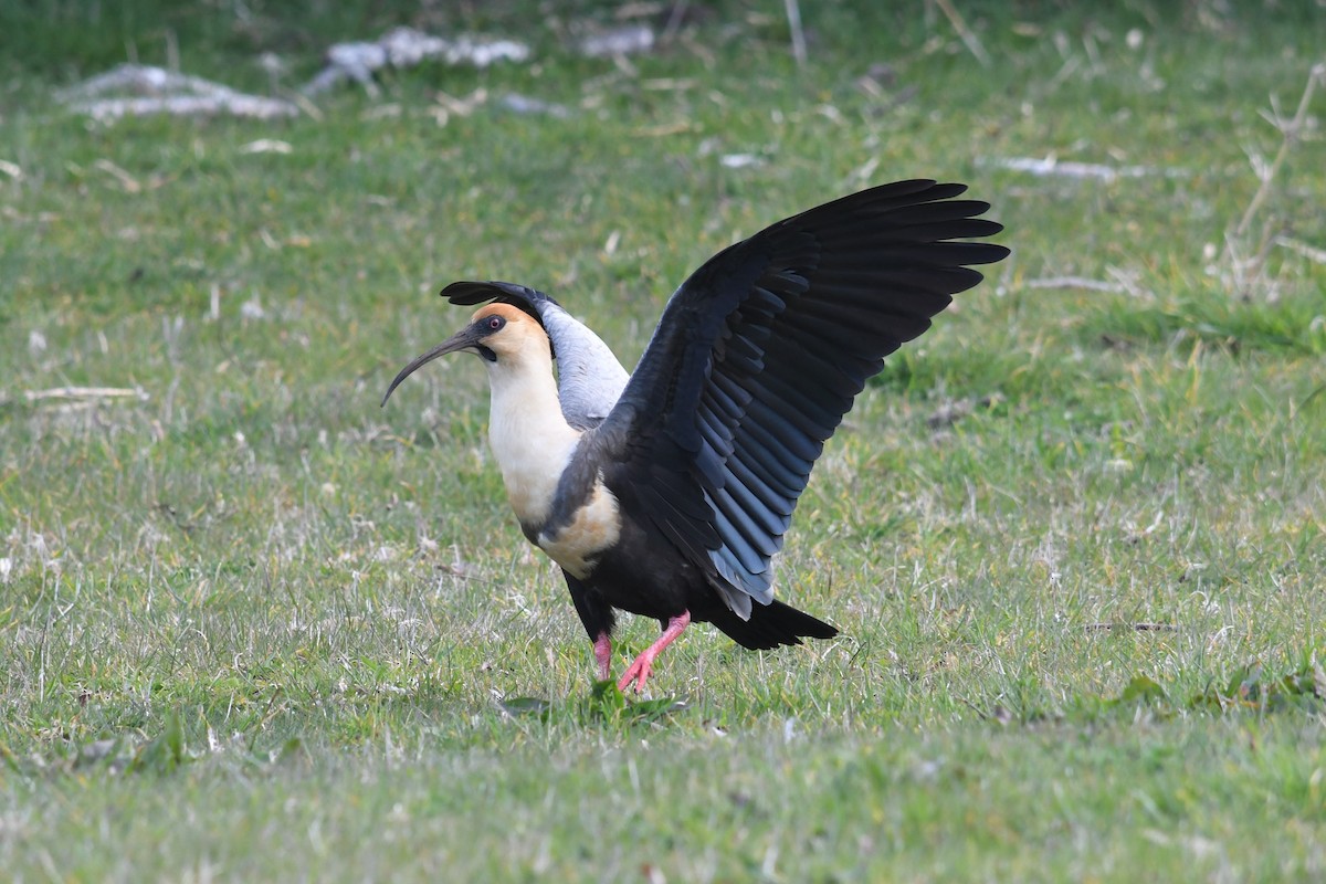 Ibis à face noire - ML623929506