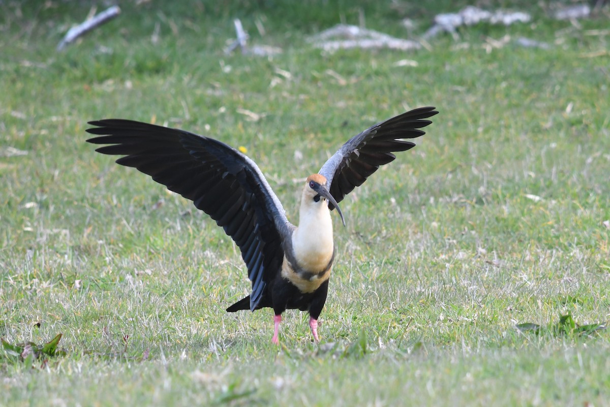 Ibis à face noire - ML623929507