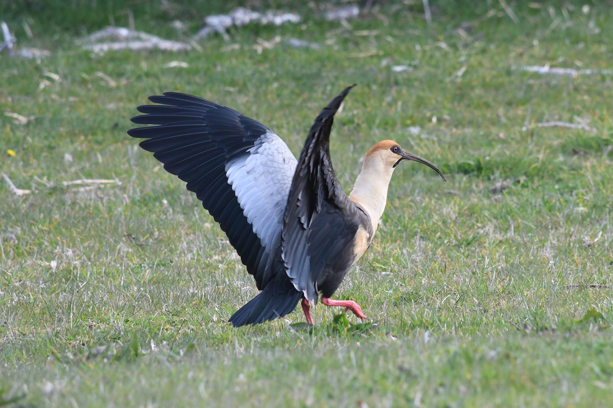 Ibis à face noire - ML623929508