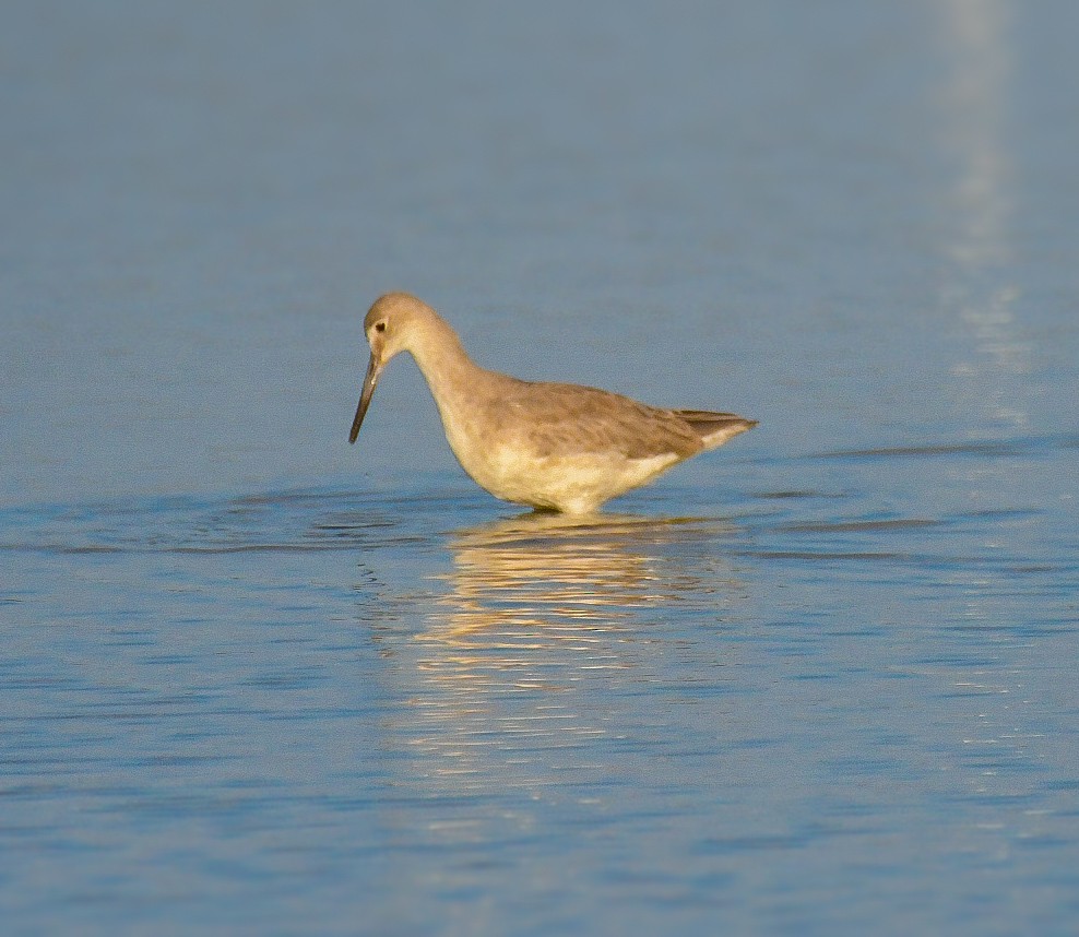 Willet - ML623929518