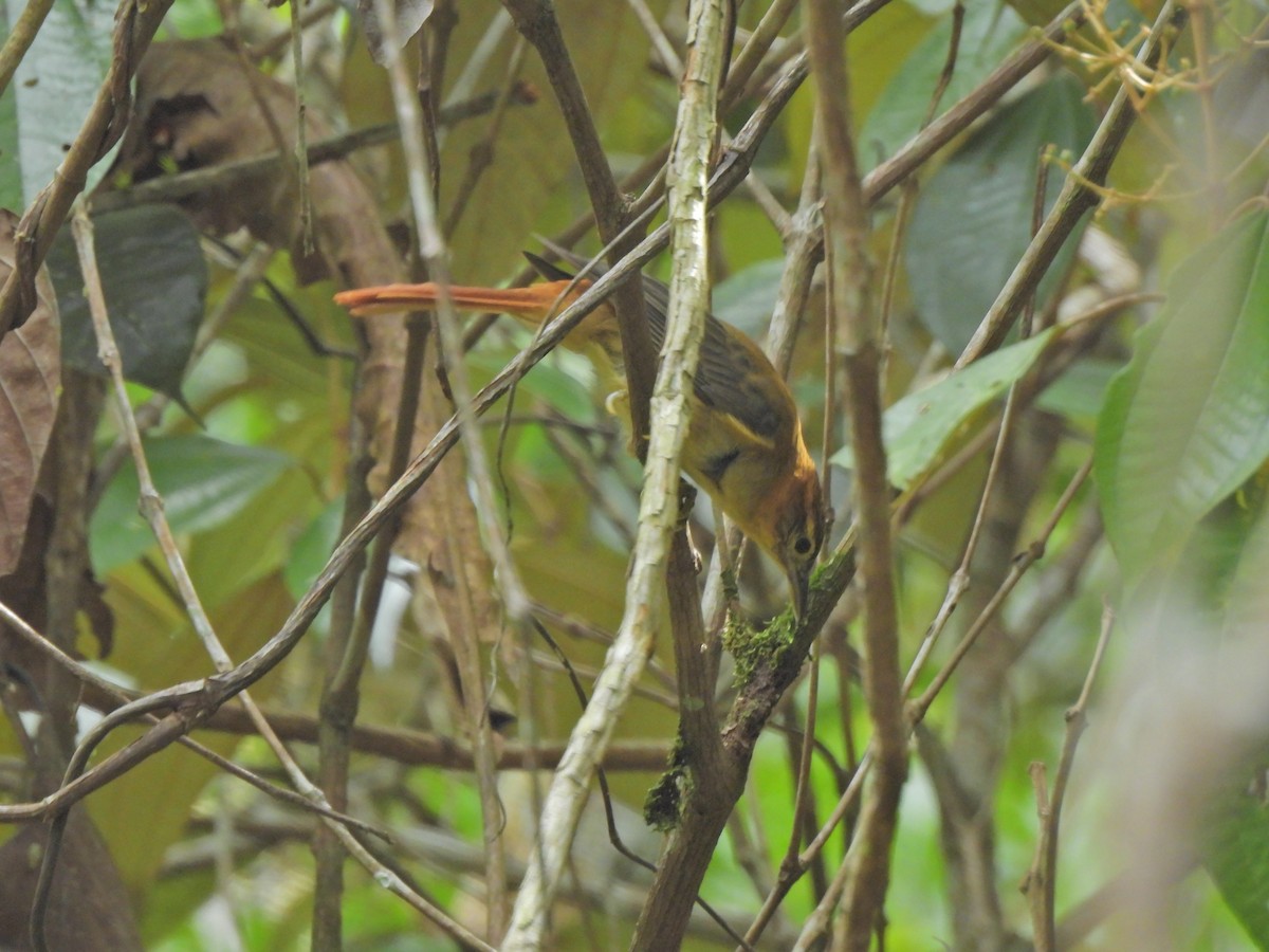 Slaty-winged Foliage-gleaner - ML623929520