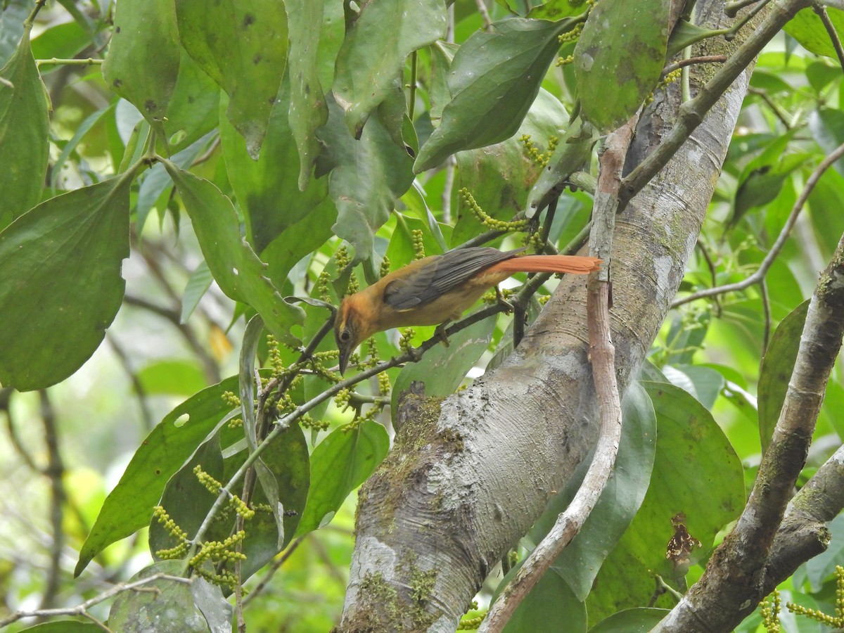 Slaty-winged Foliage-gleaner - ML623929523