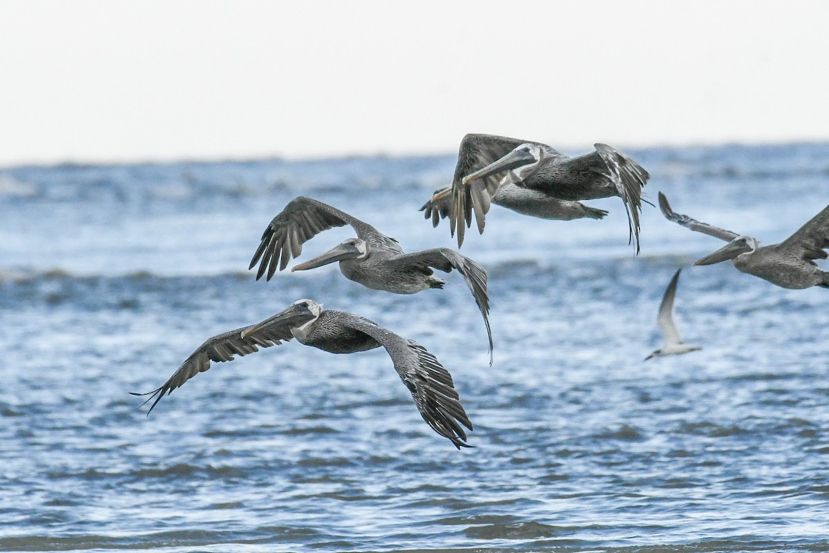 Brown Pelican - ML623929525