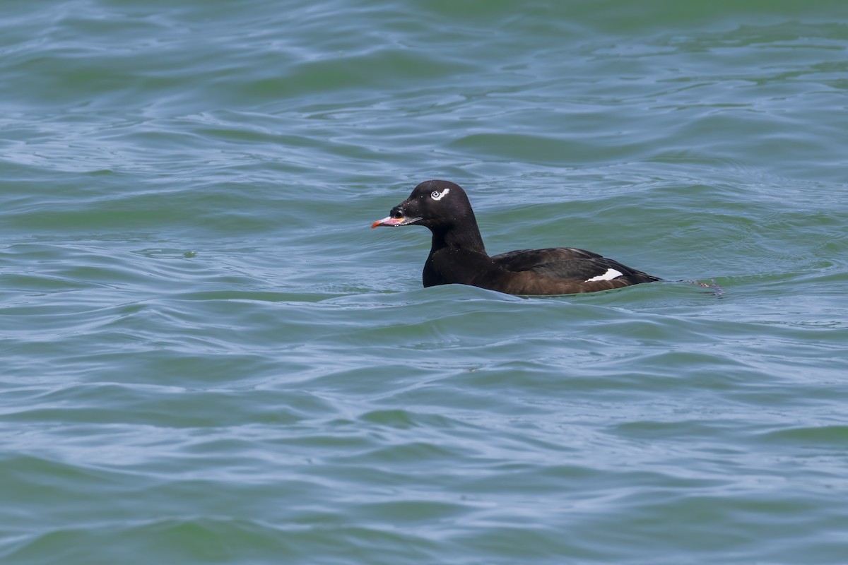 White-winged Scoter - ML623929529