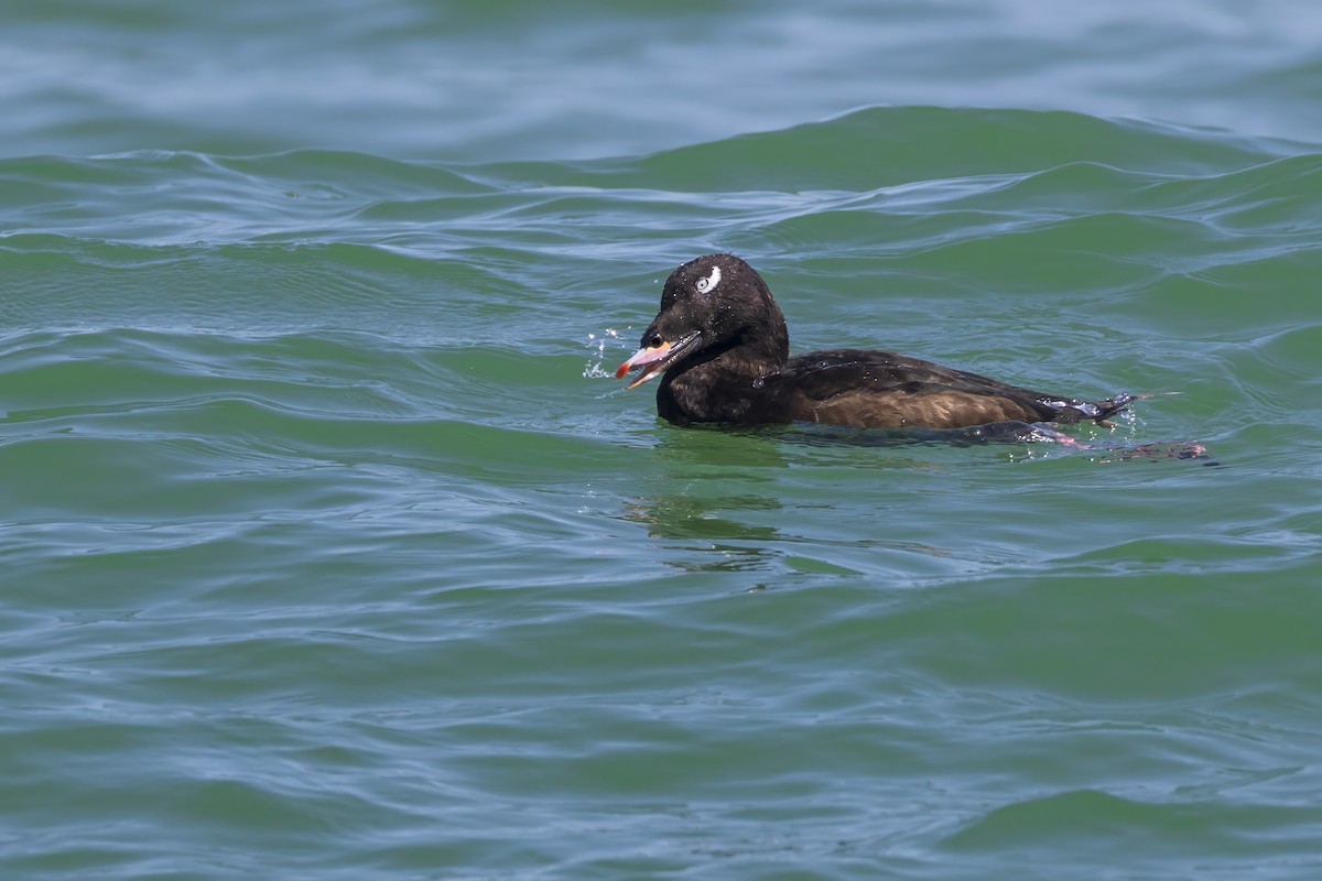 White-winged Scoter - ML623929530