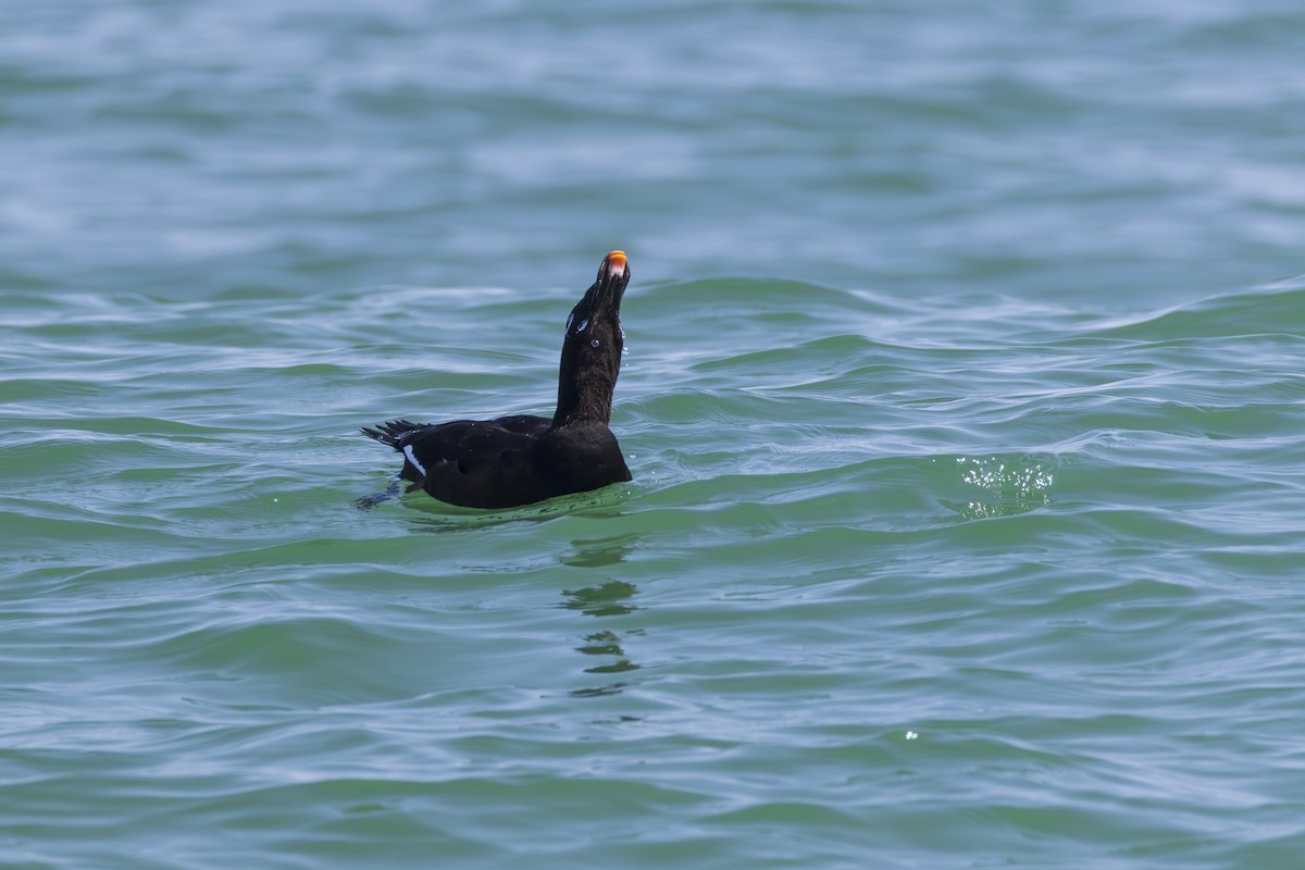 White-winged Scoter - ML623929532