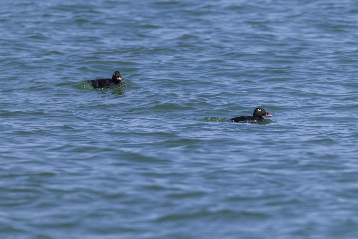 White-winged Scoter - Harris Stein