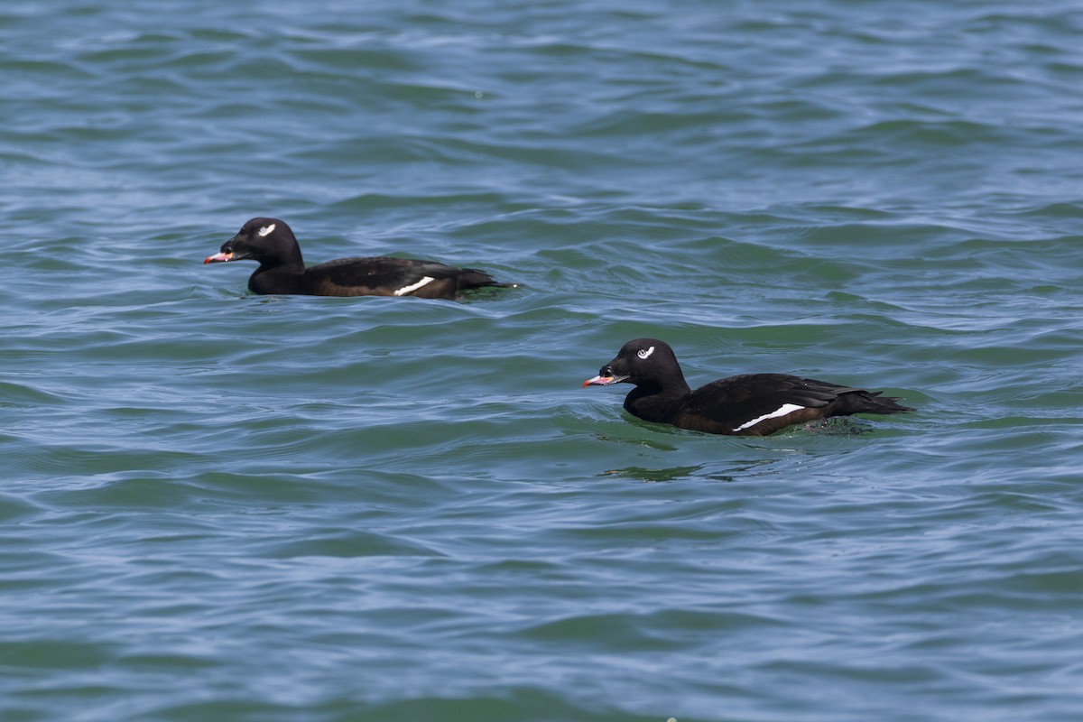 White-winged Scoter - ML623929534