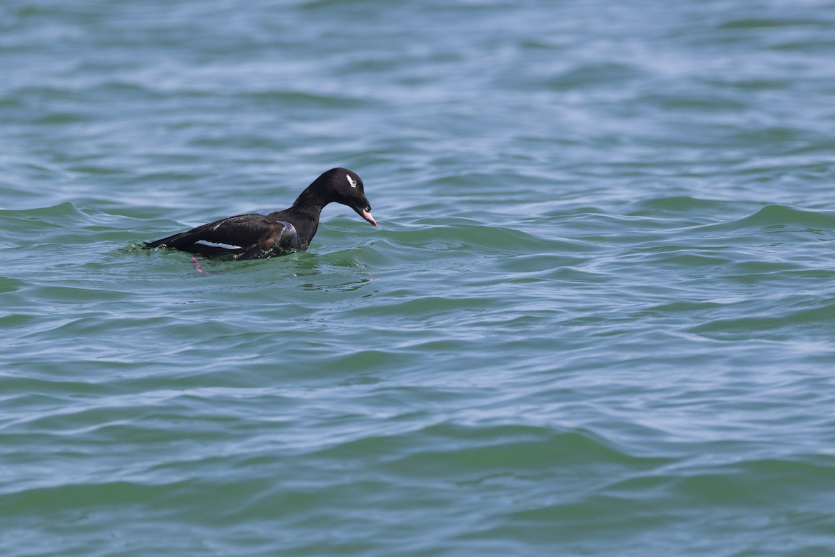 White-winged Scoter - ML623929535