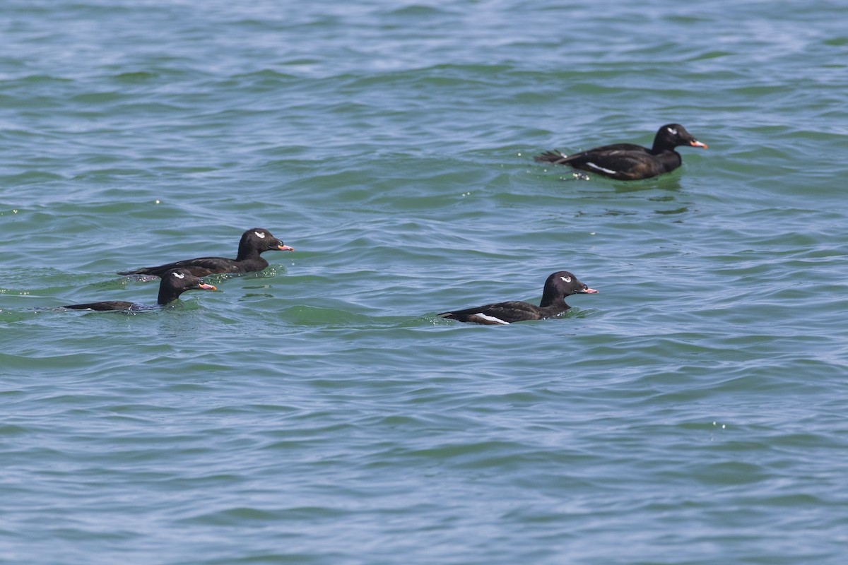 White-winged Scoter - ML623929536