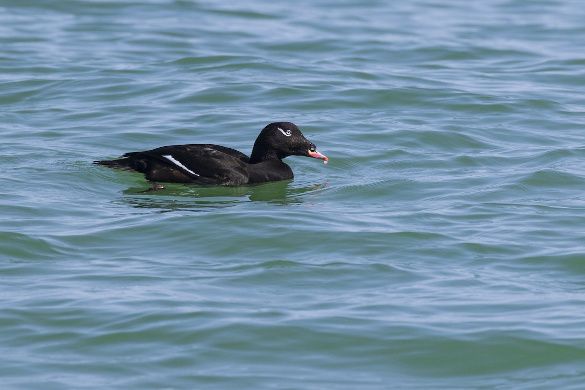 White-winged Scoter - ML623929537