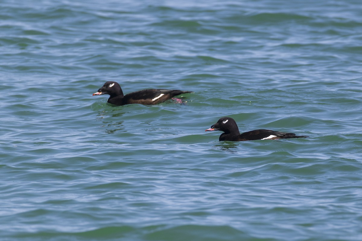 White-winged Scoter - ML623929538