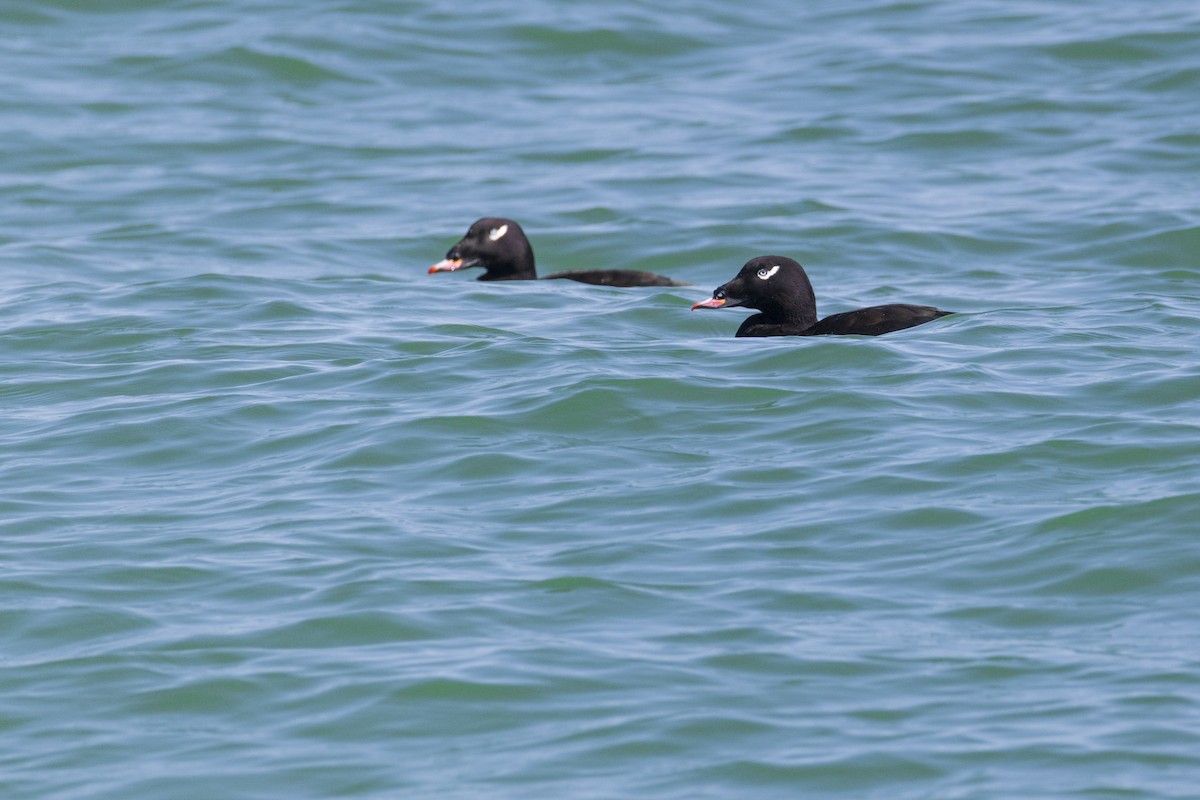 White-winged Scoter - ML623929539