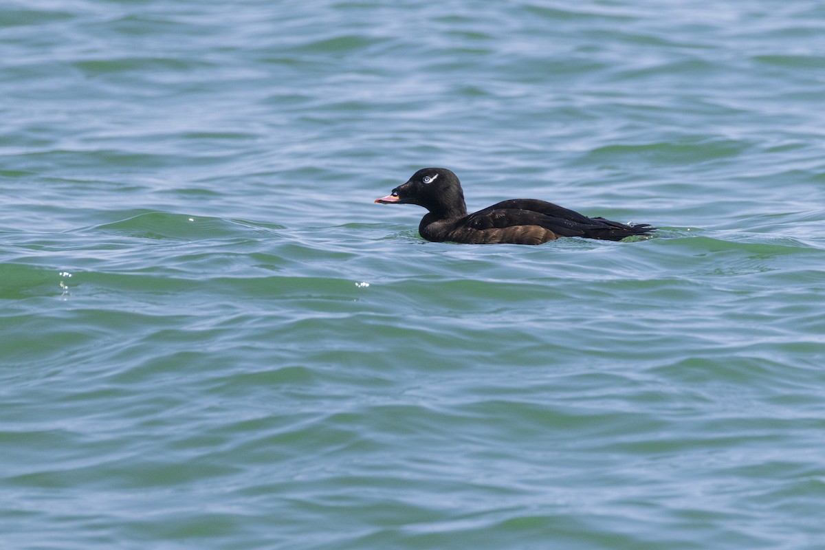 White-winged Scoter - ML623929540