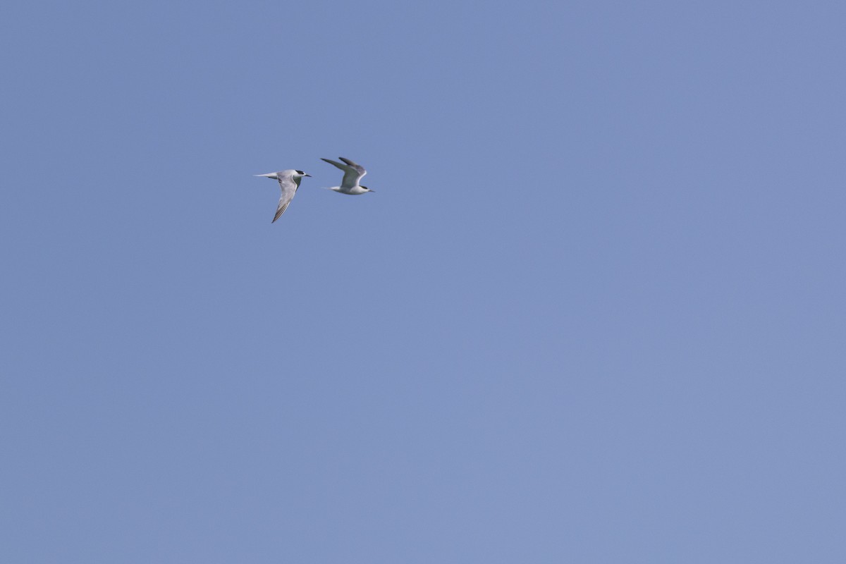 Common Tern - ML623929546