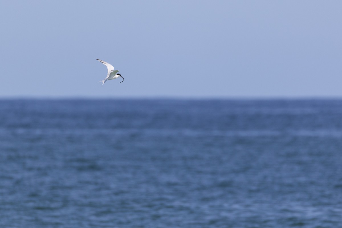 Common Tern - ML623929549