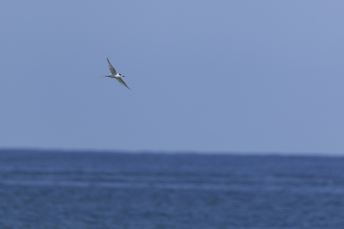 Common Tern - ML623929550