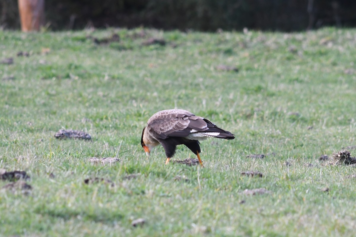 Caracara huppé - ML623929551