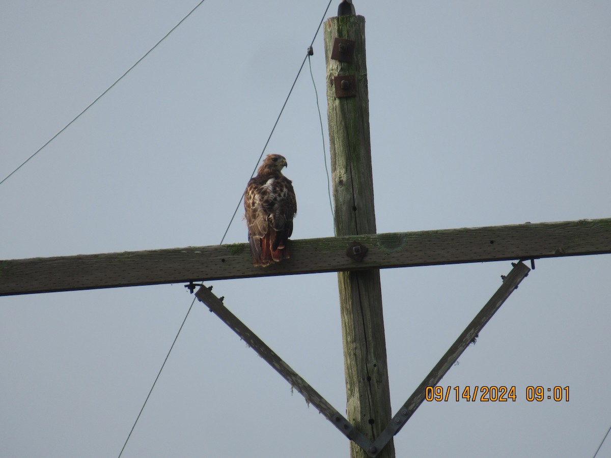 Red-tailed Hawk - ML623929552