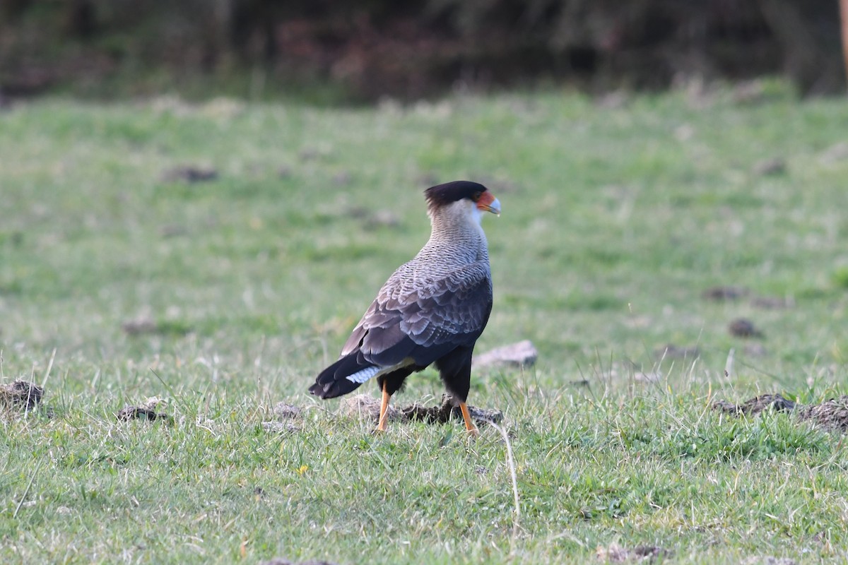 Caracara huppé - ML623929553