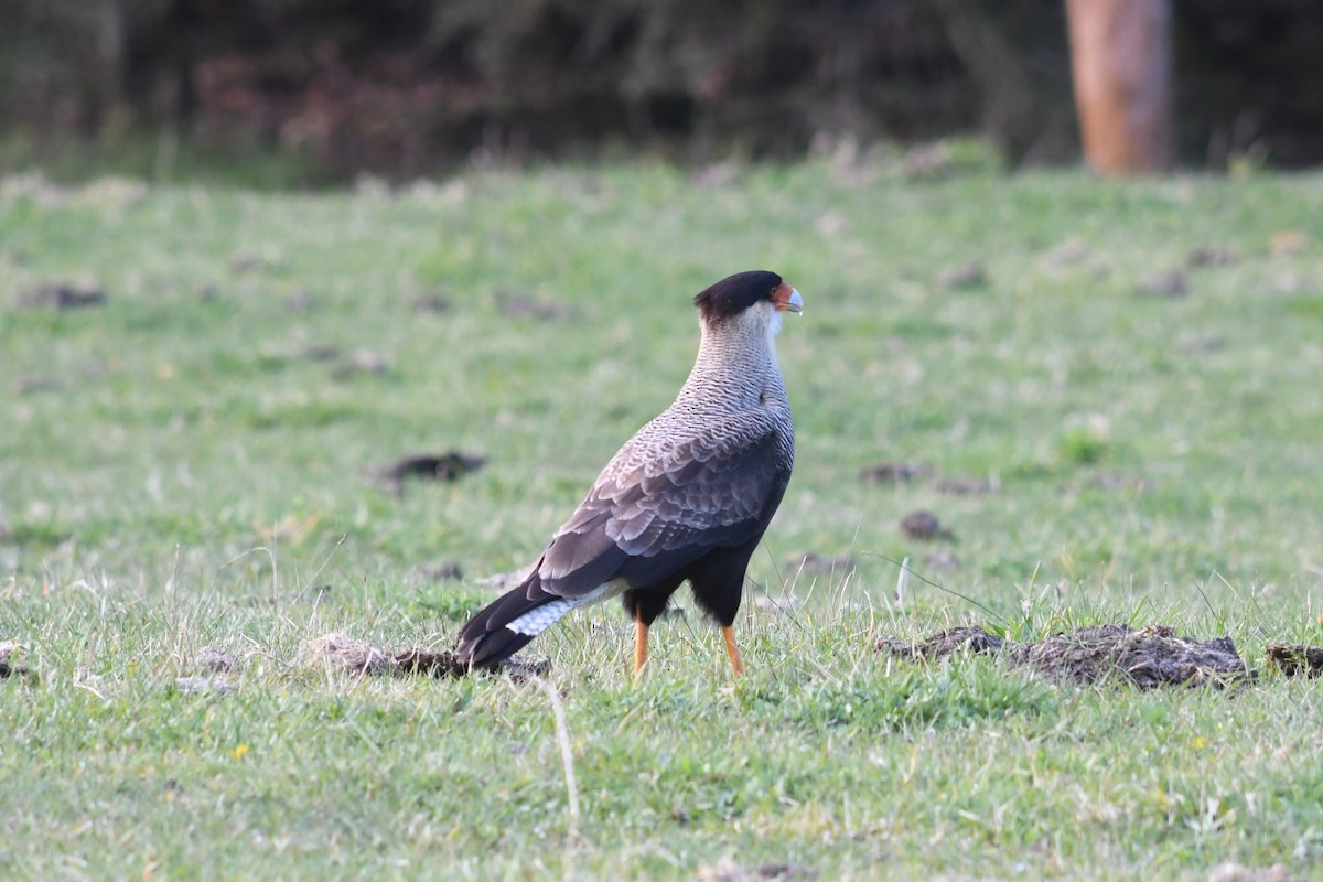 Caracara huppé - ML623929554