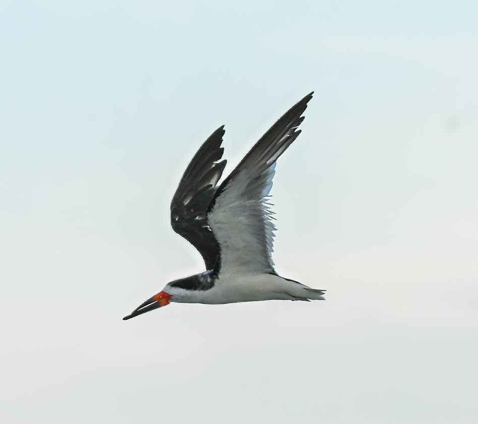 Black Skimmer - ML623929556