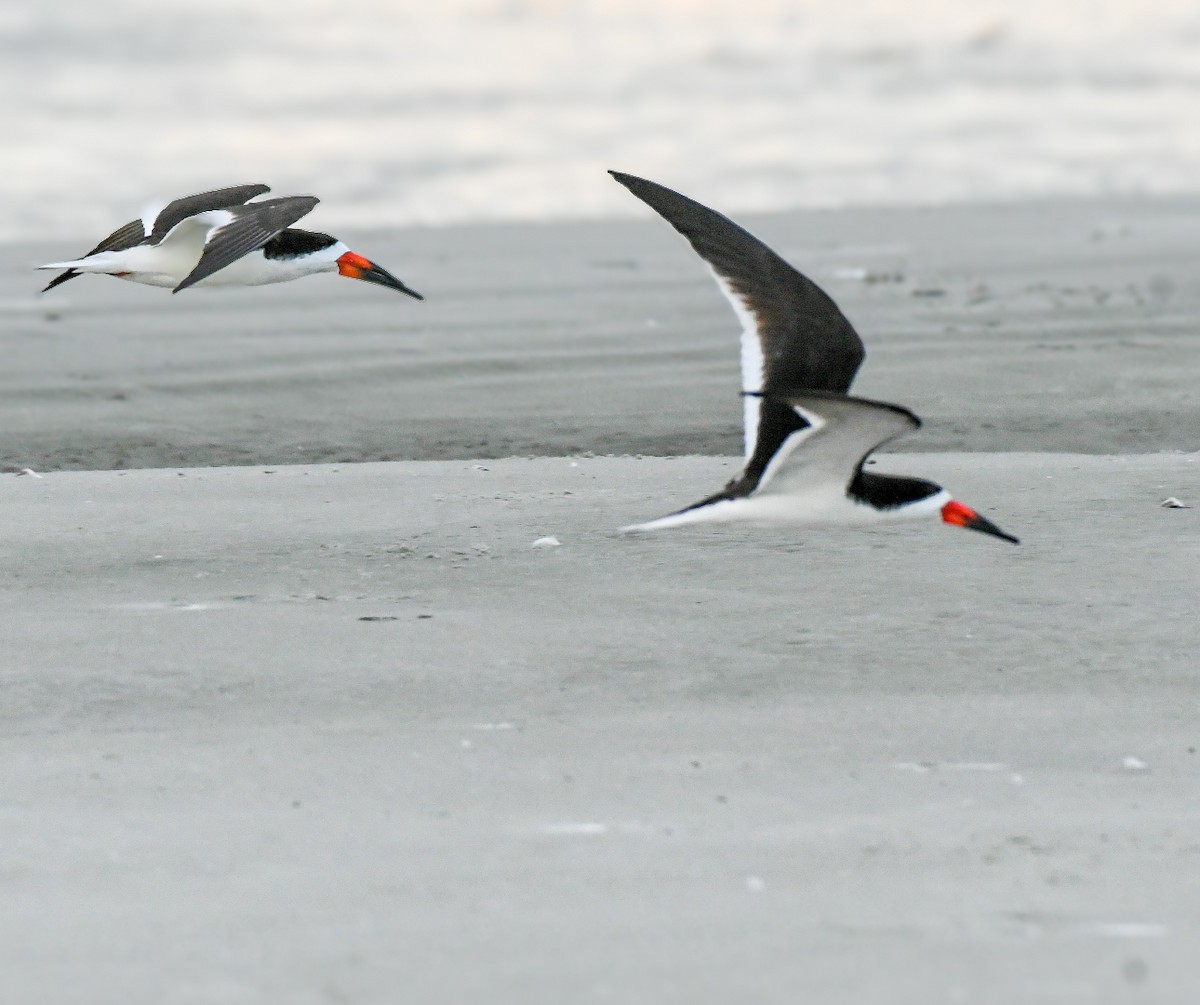 Black Skimmer - Jenn Clementoni