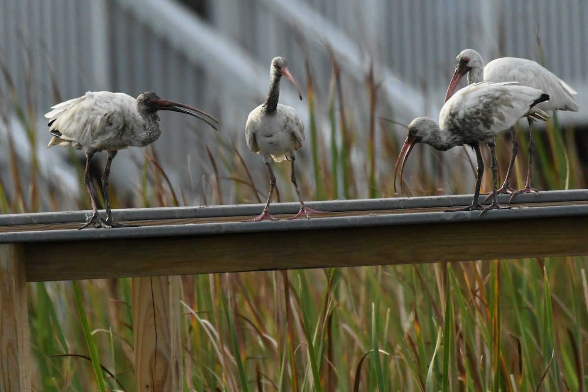 White Ibis - Jenn Clementoni