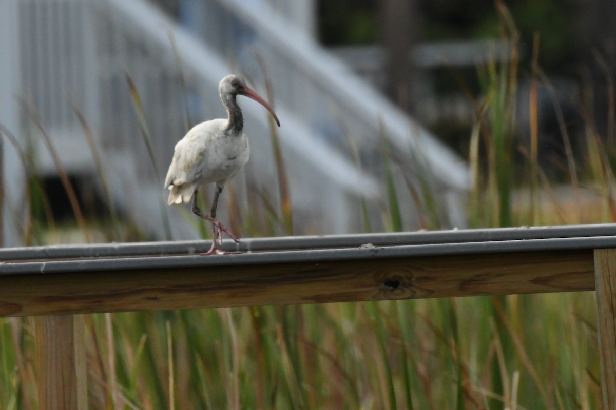 Ibis Blanco - ML623929573