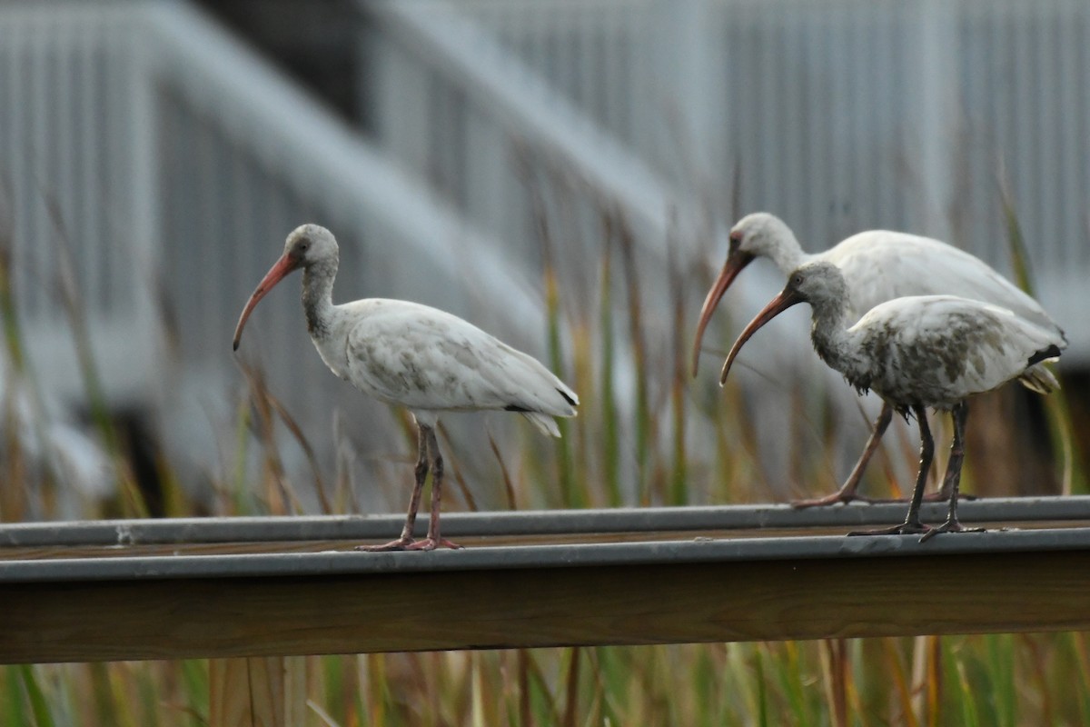 White Ibis - ML623929574