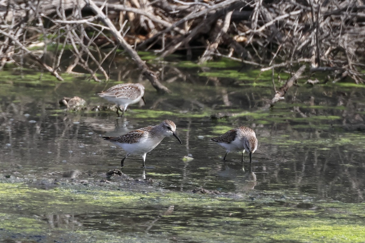 Western Sandpiper - ML623929590