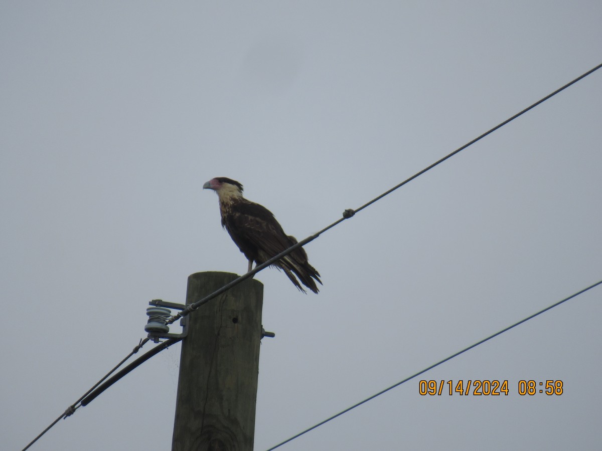 Crested Caracara - ML623929596