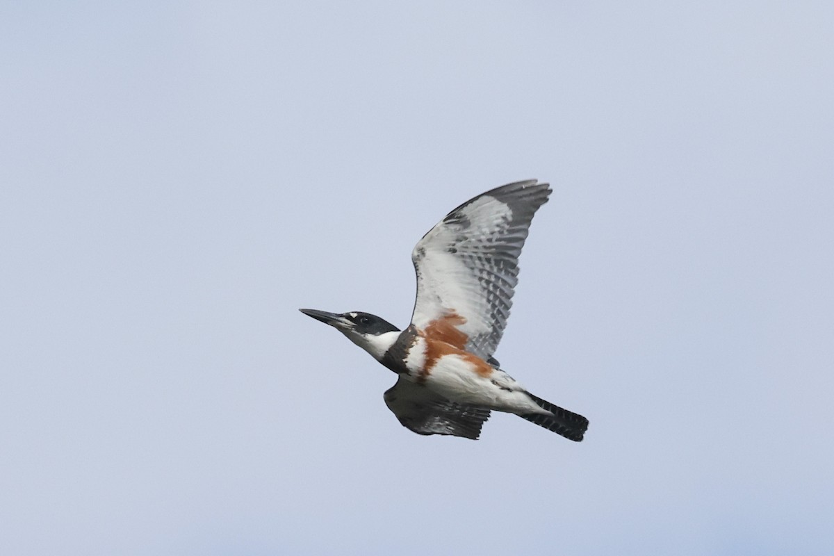 Belted Kingfisher - ML623929598