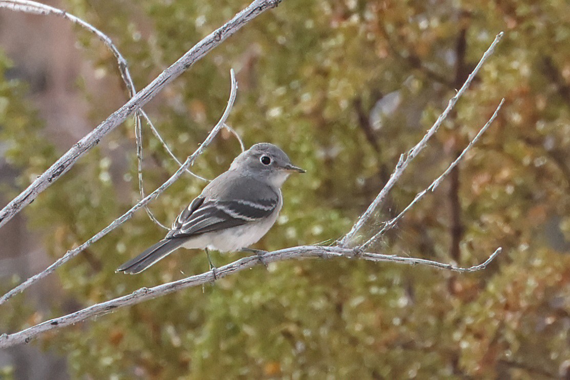 Gray Flycatcher - ML623929608