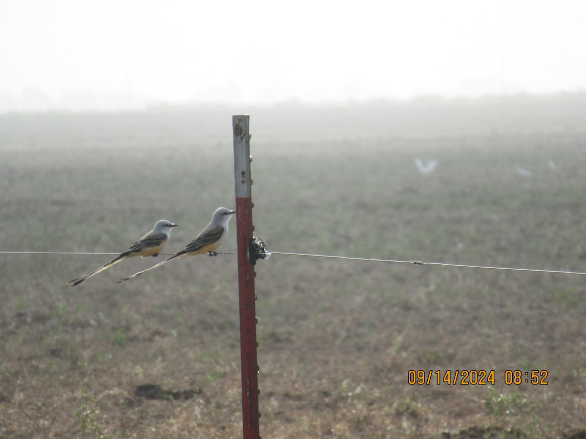 Scissor-tailed Flycatcher - ML623929617