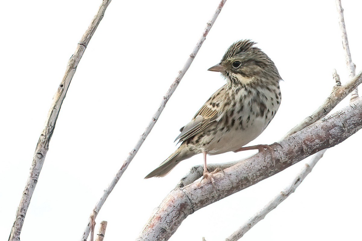 Savannah Sparrow - ML623929625