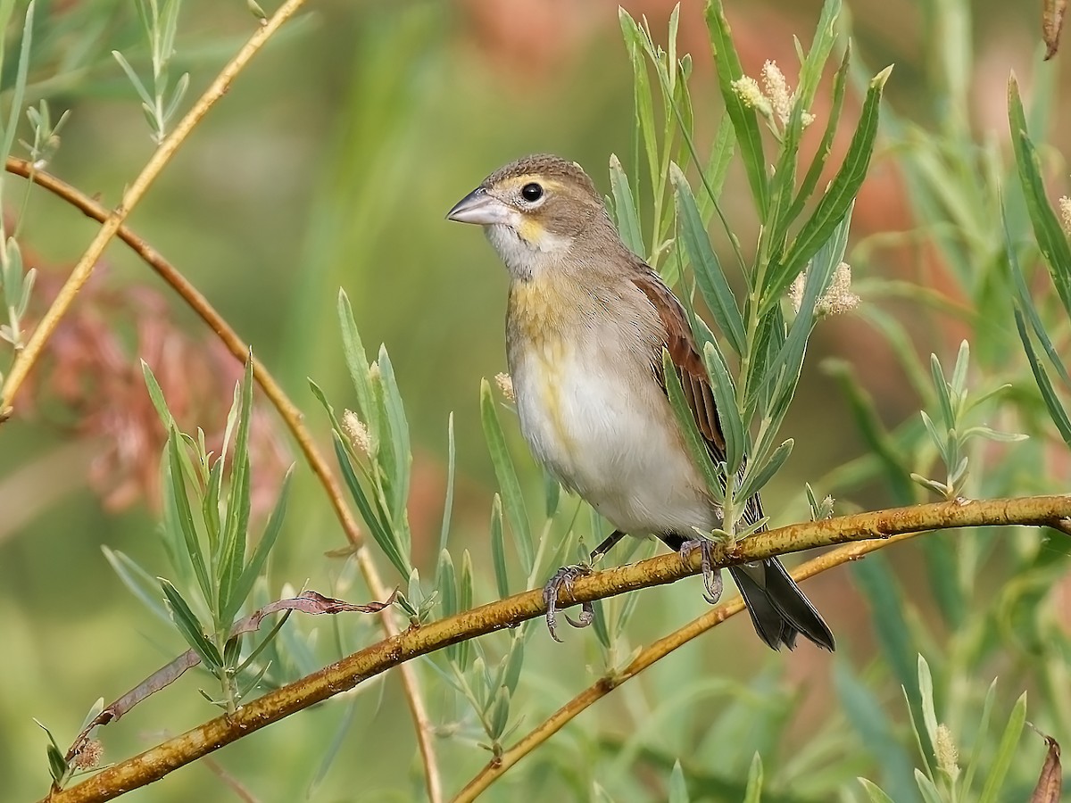 Dickcissel - ML623929720