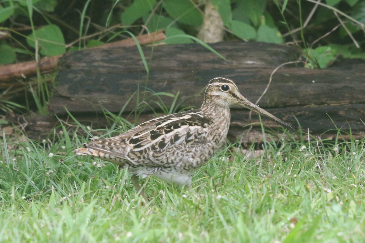 Latham's Snipe - ML623929722