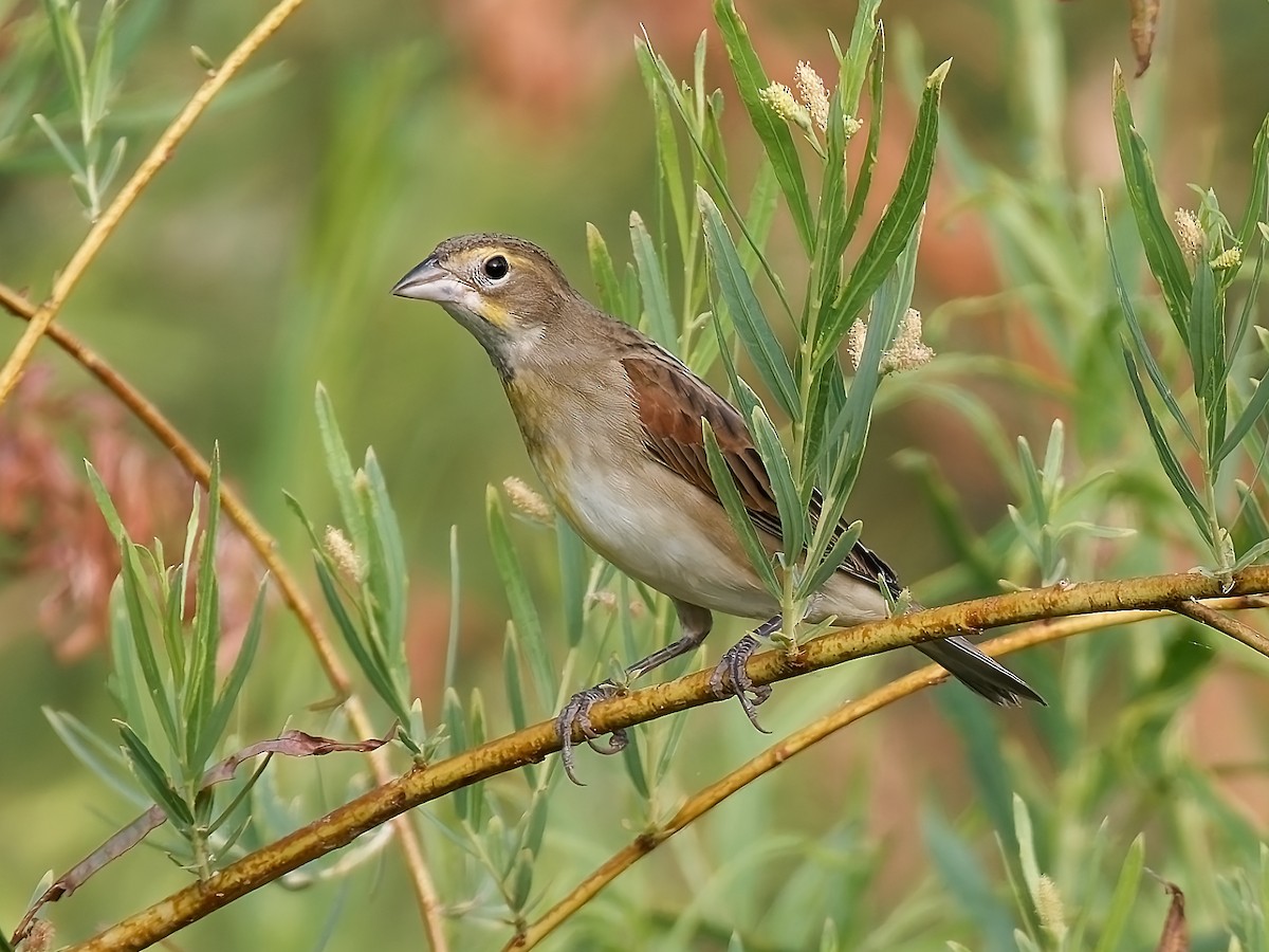 Dickcissel - ML623929723