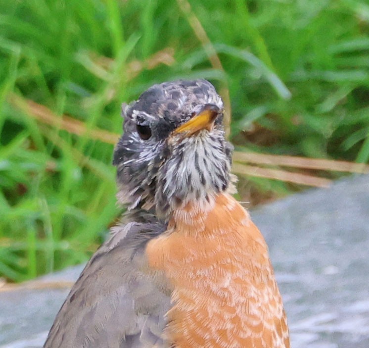 American Robin - ML623929790