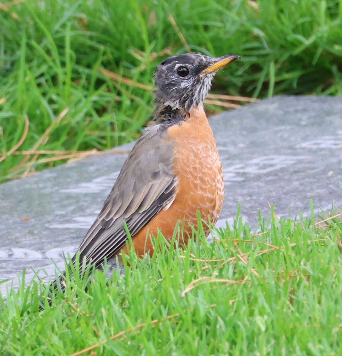 American Robin - ML623929791