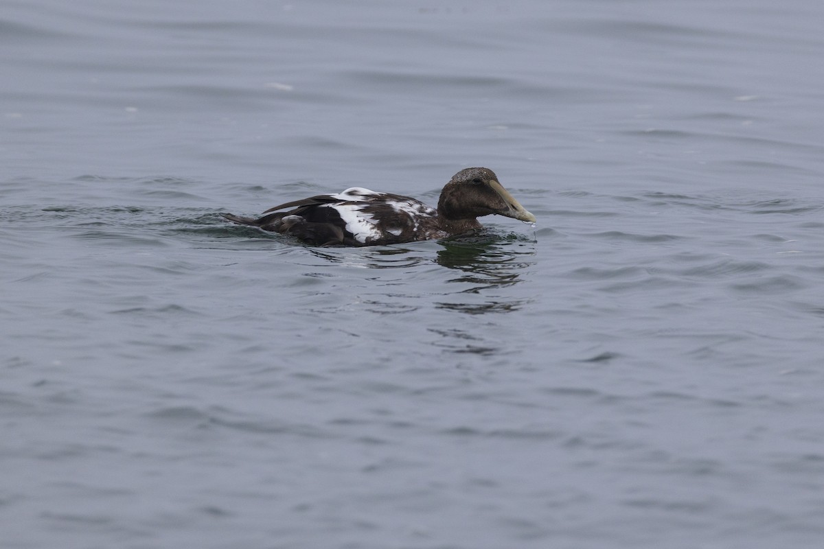 Common Eider - ML623929799